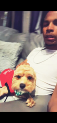 Lost Male Dog last seen 43rd kingdrive, Chicago, IL 60653