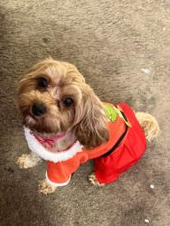 Lost Female Dog last seen Rainbow beach area , Chicago, IL 60649