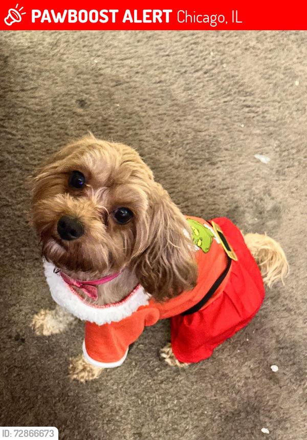 Lost Female Dog last seen Rainbow beach area , Chicago, IL 60649