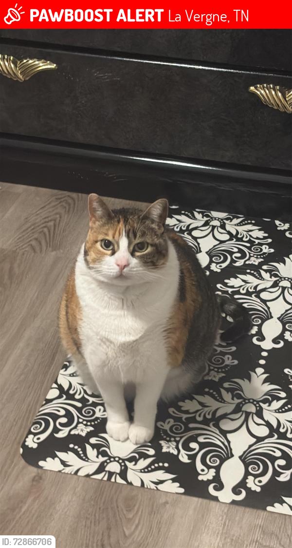Lost Female Cat last seen Tonya Dr - E. Nir shreibman, La Vergne, TN 37086