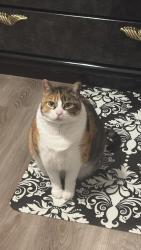 Lost Female Cat last seen Tonya Dr - E. Nir shreibman, La Vergne, TN 37086
