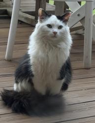 Found/Stray Unknown Cat last seen Bradwell and Harrogate. , Inverness, IL 60010