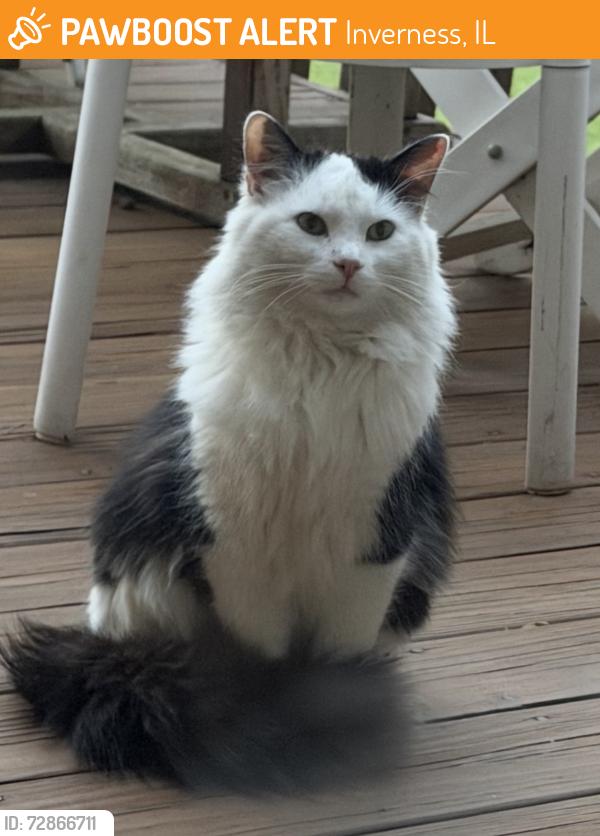Found/Stray Unknown Cat last seen Bradwell and Harrogate. , Inverness, IL 60010