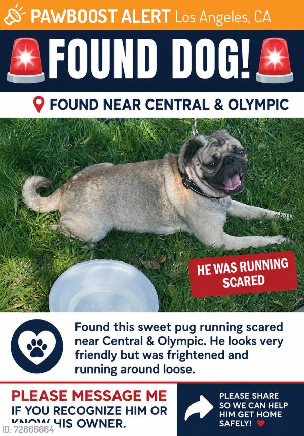 Found/Stray Male Dog last seen Olympic and Central, Los Angeles, CA 90021