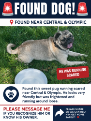 Found/Stray Male Dog last seen Olympic and Central, Los Angeles, CA 90021