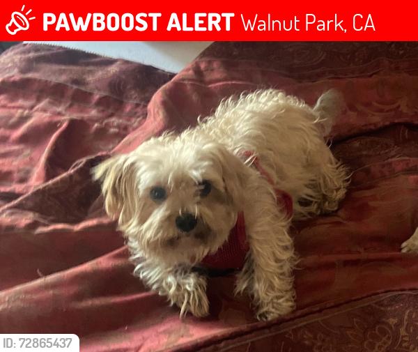 Lost Male Dog last seen Near independence ave near alley , Walnut Park, CA 90255