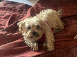 Lost Male Dog last seen Near independence ave near alley , Walnut Park, CA 90255