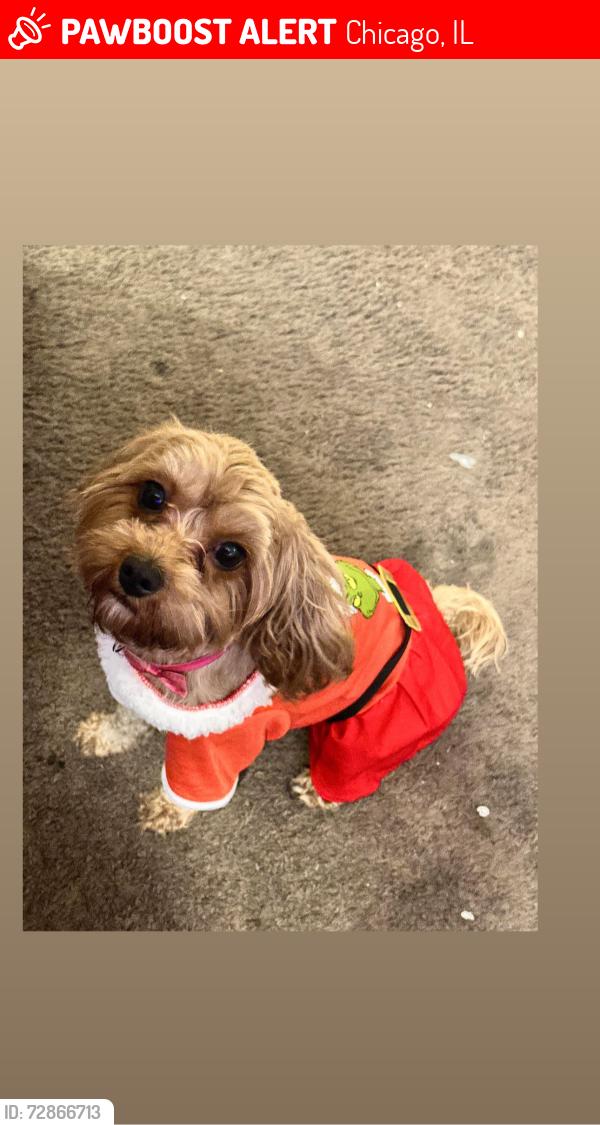 Lost Female Dog last seen Rainbow beach , Chicago, IL 60649