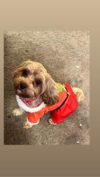 Lost Female Dog last seen Rainbow beach , Chicago, IL 60649