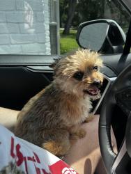 Found/Stray Female Dog last seen Misty Lea Ln, Houston, TX 77090