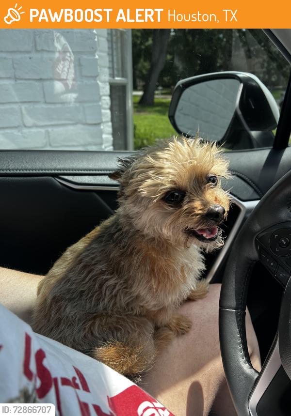 Found/Stray Female Dog last seen Misty Lea Ln, Houston, TX 77090
