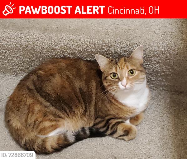 Lost Female Cat last seen Eden Ave &E Corry St, Cincinnati, OH 45219