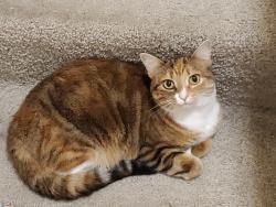 Lost Female Cat last seen Eden Ave &E Corry St, Cincinnati, OH 45219