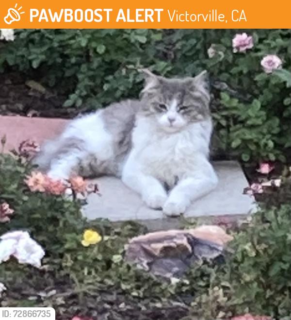 Found/Stray Unknown Cat last seen Luna and Amethyst, Victorville, CA 92392
