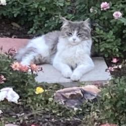 Found/Stray Unknown Cat last seen Luna and Amethyst, Victorville, CA 92392