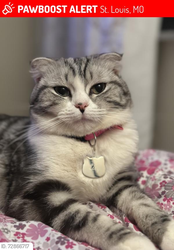 Lost Female Cat last seen On manchester, St. Louis, MO 63143
