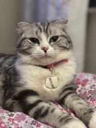 Lost Female Cat last seen On manchester, St. Louis, MO 63143