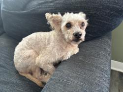 Lost Male Dog last seen Raymond, Los Angeles, CA 90044