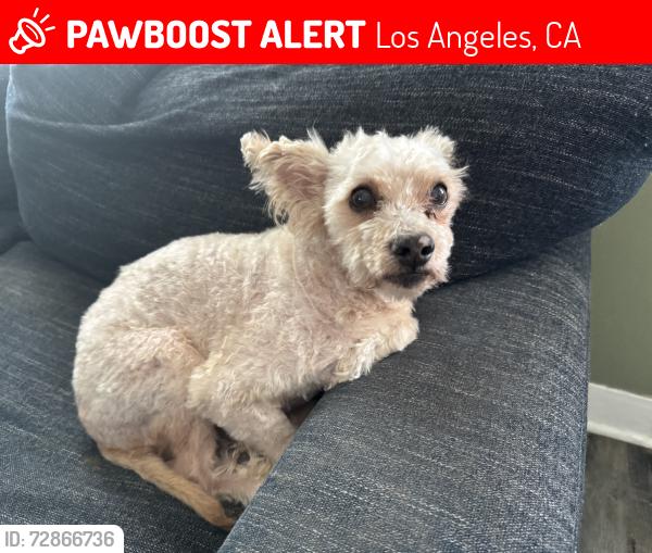 Lost Male Dog last seen Raymond, Los Angeles, CA 90044