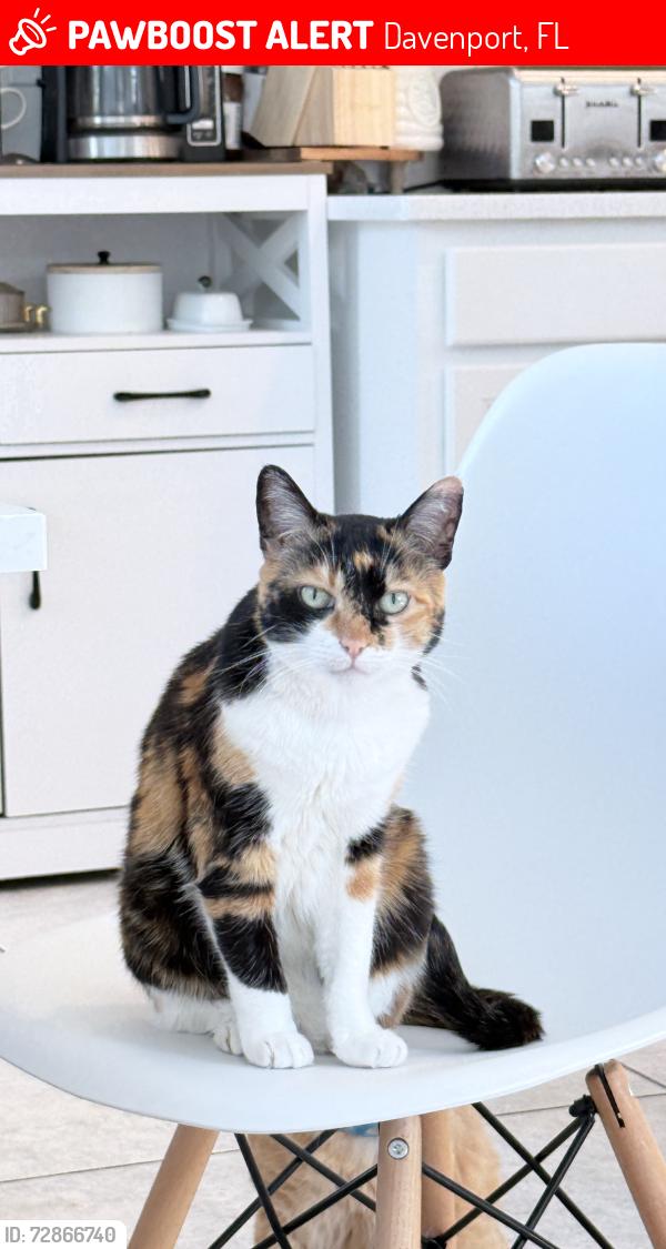 Lost Female Cat last seen Near Discovery St, Davenport, FL 33896