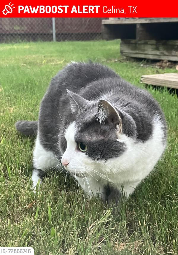 Lost Female Cat last seen Ohio st, Celina, TX 75009
