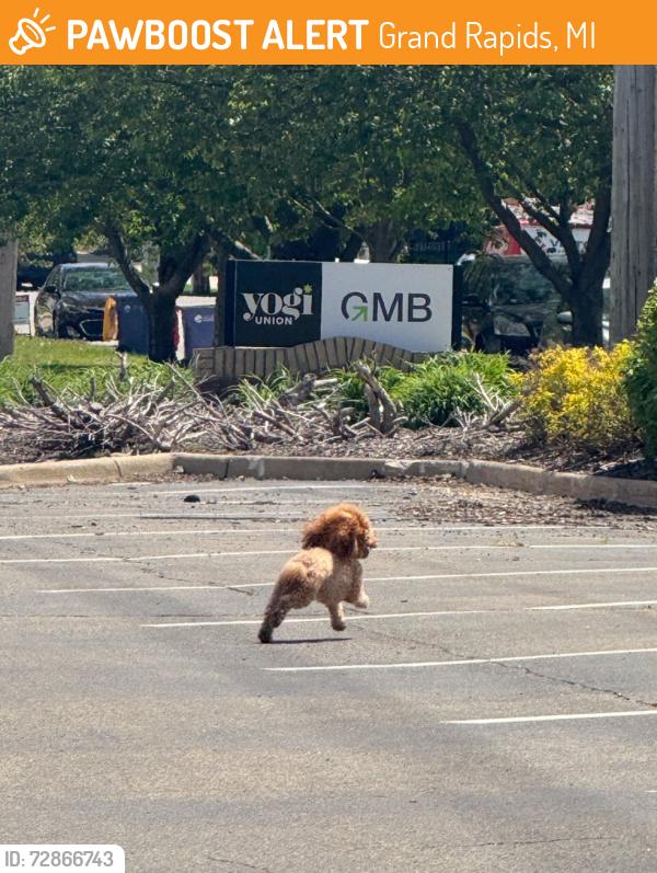 Found/Stray Unknown Dog last seen Fourth St, NW, Grand Rapids, MI 49504