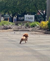 Found/Stray Unknown Dog last seen Fourth St, NW, Grand Rapids, MI 49504