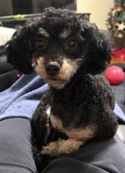 Lost Male Dog last seen Northwoods Rd & Hwy 254, Greenwood, SC 29649
