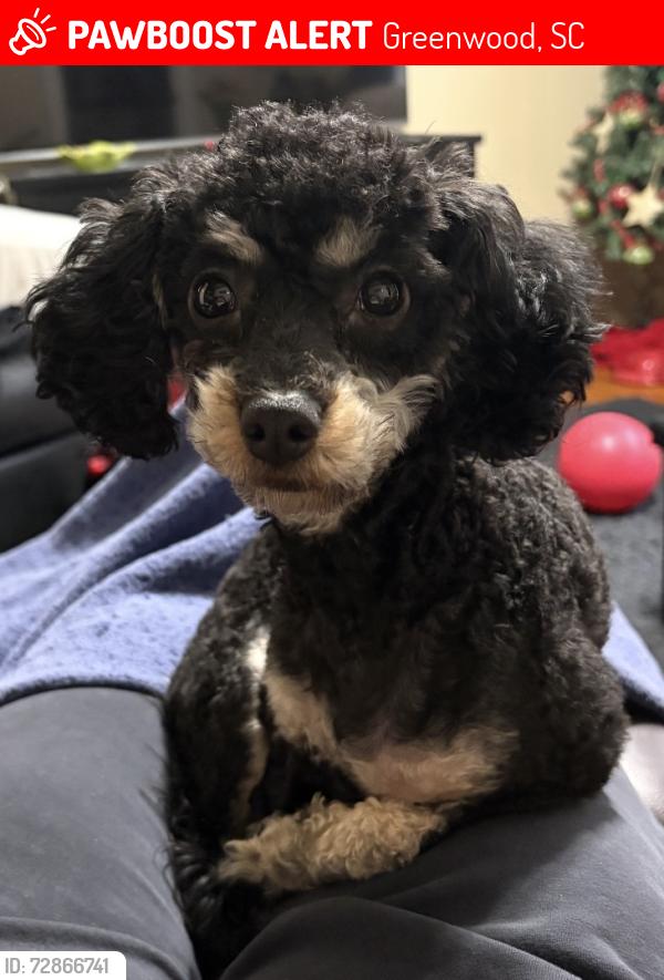 Lost Male Dog last seen Northwoods Rd & Hwy 254, Greenwood, SC 29649
