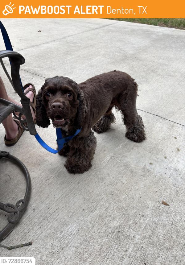 Found/Stray Male Dog last seen Alan a dale cicle, Denton, TX 76209
