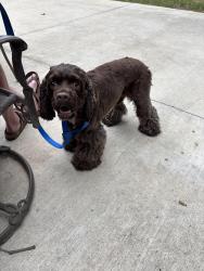Found/Stray Male Dog last seen Alan a dale cicle, Denton, TX 76209