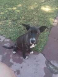 Found/Stray Male Dog last seen Kearney Blvd. Between Modoc and Plumas, Fresno, CA 93706
