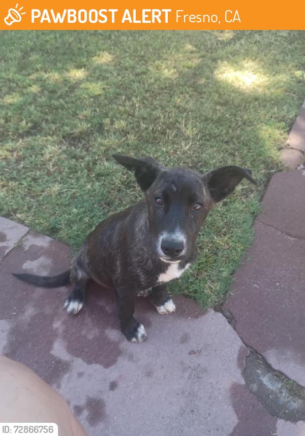 Found/Stray Male Dog last seen Kearney Blvd. Between Modoc and Plumas, Fresno, CA 93706