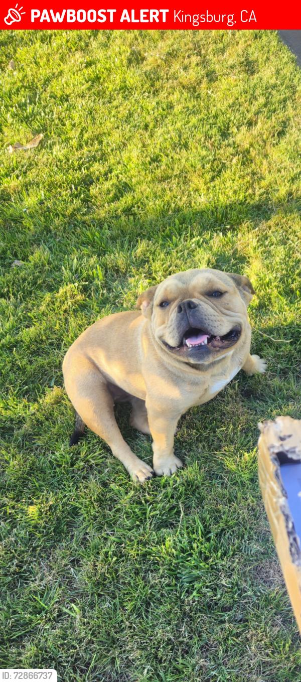 Lost Female Dog last seen Goldenstate/Mt. View, Kingsburg, CA 93631