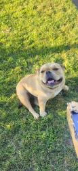 Lost Female Dog last seen Goldenstate/Mt. View, Kingsburg, CA 93631