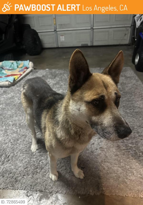 Found/Stray Male Dog last seen W 91st St, Los Angeles, CA 90003