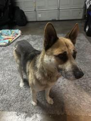 Found/Stray Male Dog last seen W 91st St, Los Angeles, CA 90003