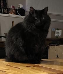 Reunited Male Cat last seen T. Hickey Dr / Essington / Theodore , Joliet, IL 60435