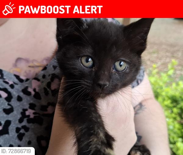 Lost Female Cat last seen Closest roads are Murphy Rd and Harbon/Grey Rd, Anderson County, SC 29626