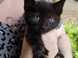Lost Female Cat last seen Closest roads are Murphy Rd and Harbon/Grey Rd, Anderson County, SC 29626