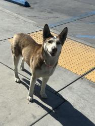 Found/Stray Unknown Dog last seen McDonald's on phelan rd, Phelan, CA 92371