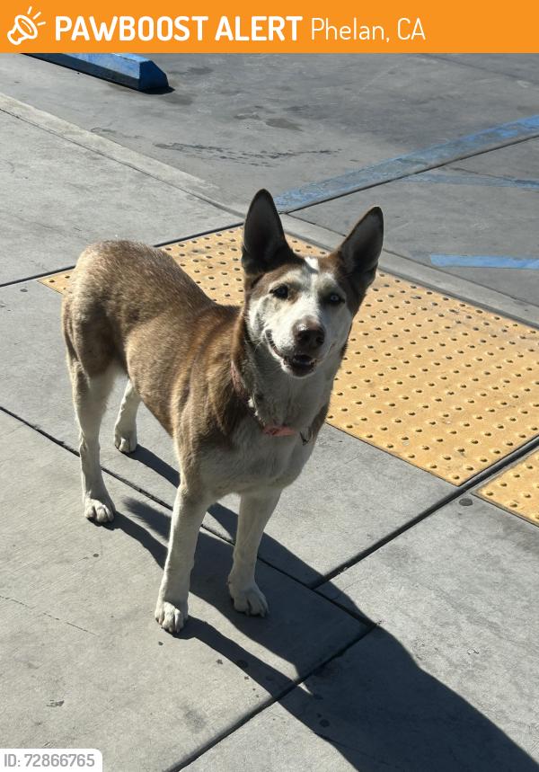 Found/Stray Unknown Dog last seen McDonald's on phelan rd, Phelan, CA 92371
