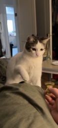 Lost Female Cat last seen Sunset Blvd, Lufkin, TX 75904