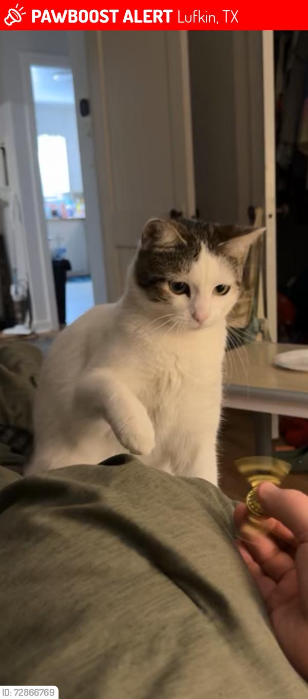 Lost Female Cat last seen Sunset Blvd, Lufkin, TX 75904