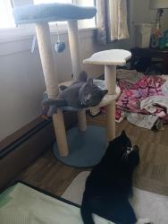 Lost Male Cat last seen Merino,  cedar, king., Johnston, RI 02919