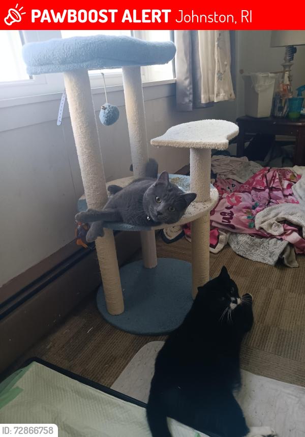 Lost Male Cat last seen Merino,  cedar, king., Johnston, RI 02919