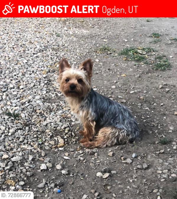 Lost Male Dog last seen Near porter ave Ogden ut , Ogden, UT 84404