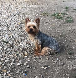 Lost Male Dog last seen Near porter ave Ogden ut , Ogden, UT 84404