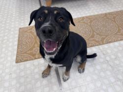 Shelter Stray Male Dog last seen CHARLOTTE, Charlotte, NC 28217