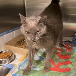 Shelter Stray Female Cat last seen BRONSON RD, CLERMONT, Deer Island, FL 32778